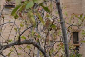 carrick hill 2014 (102)